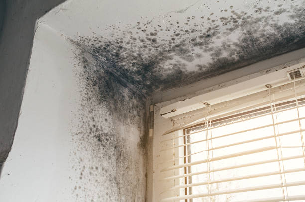 Affordable Attic Mold Remediation solutions in Todd, PA